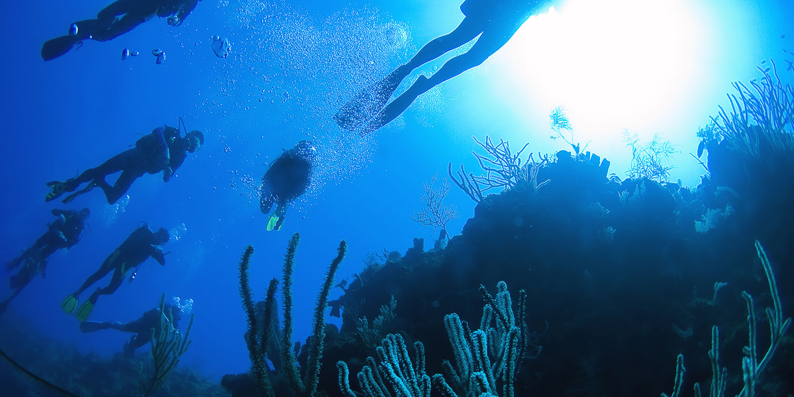 Scuba divers exploring a coral reef, a popular things to do in Tavernier.