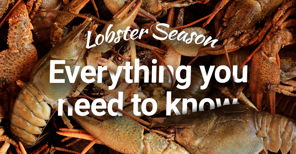 2024 Florida Lobster Season Rora Wallie