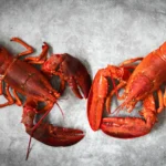 Two cooked red lobsters on a grey surface, ready for a meal during lobster season in Florida and the Keys.