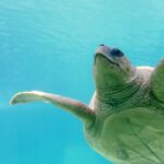 Enjoy unforgettable marine wildlife encounters in Tavernier with dolphins, turtles, and coral reefs at Mangrove Marina in the Keys