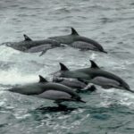 Explore wildlife tours Florida Keys from Mangrove Marina with guided nature trips, dolphin spotting, and birdwatching adventures.
