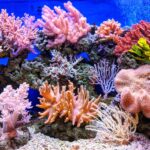 Explore how Mangrove Marina can promote coral reef protection with responsible snorkeling, eco gear, and reef restoration programs.